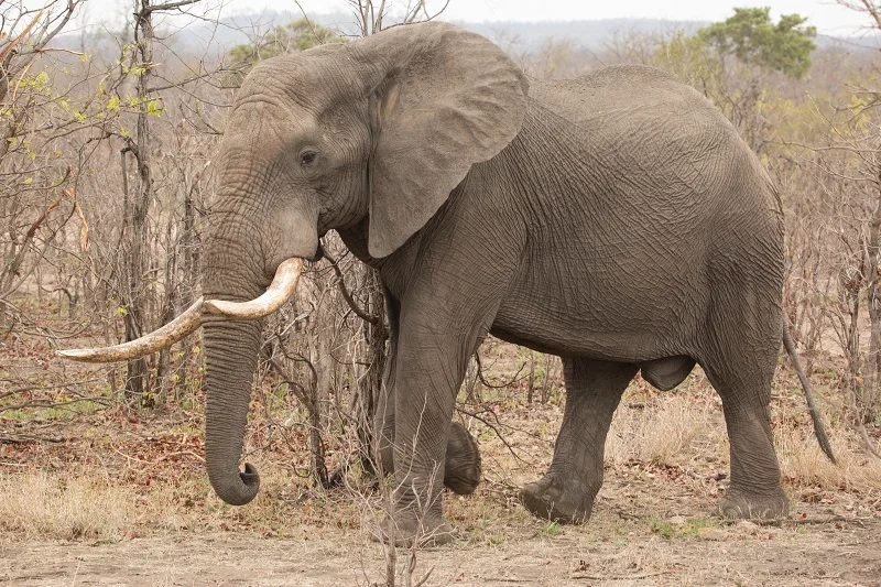 Afrikaanse olifant