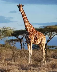 Netgiraffe